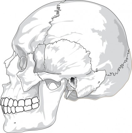 人間の頭蓋骨側ビュー クリップ アート ベクター クリップ アート - 無料ベクター