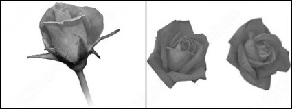 バラの花ブラシ photoshop のブラシ