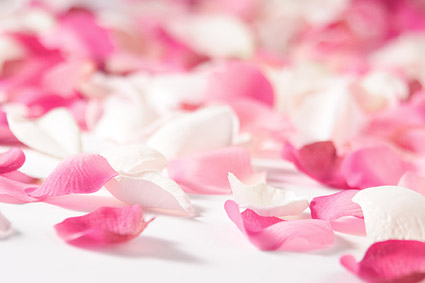 ホワイト ローズの花びらのピンクのバラ画像