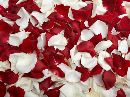 赤いバラと白いバラの花びら