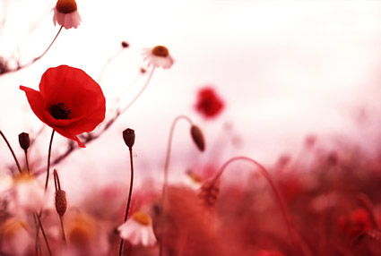赤い花の花の画像素材