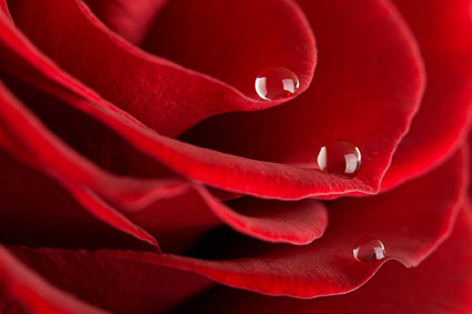 大きな赤いバラ材料-5 の接写
