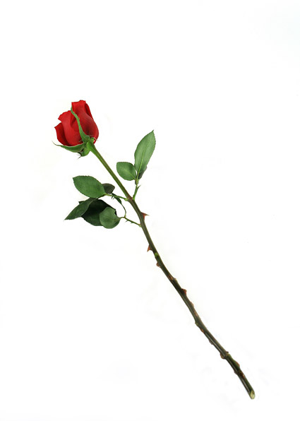 赤いバラの写真素材