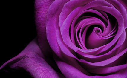 紫色のバラのクローズ アップ画像素材