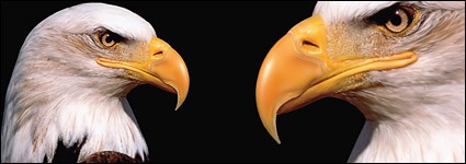 ワシの自然保護区-無料ベクターをベクターの信頼