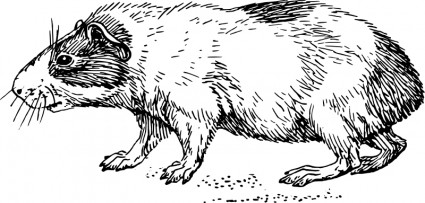 モルモット ベクター クリップ アート - 無料ベクター