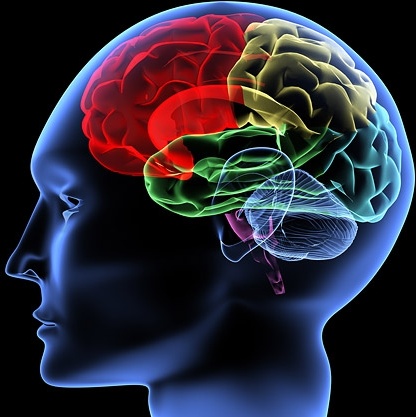人間の脳画像の無料ストック写真は 3 35 Mb 無料素材イラスト ベクターのフリーデザイナー