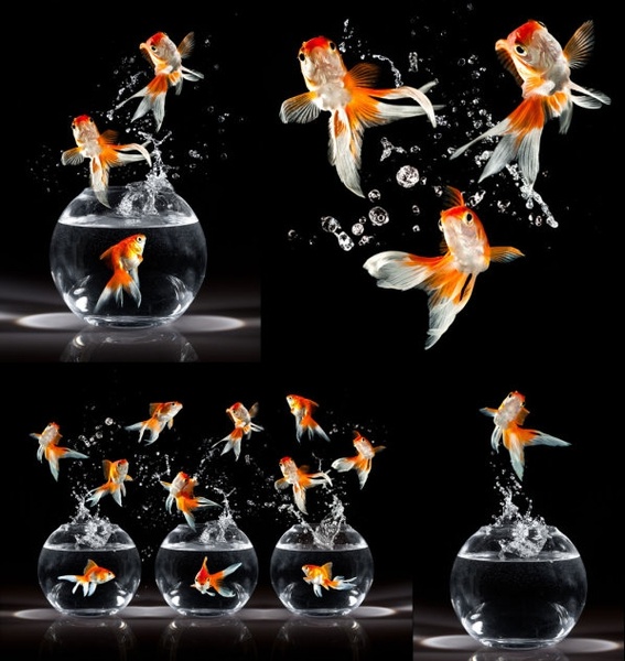 金魚の Hd 画像無料ストック写真 10 40 Mb をジャンプ 無料素材イラスト ベクターのフリーデザイナー
