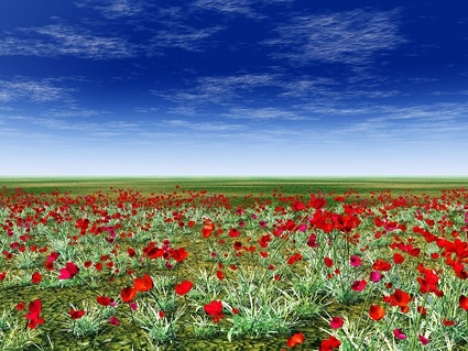 赤い草原花写真のフリー写真素材 7 63 Mb 無料素材イラスト ベクターのフリーデザイナー