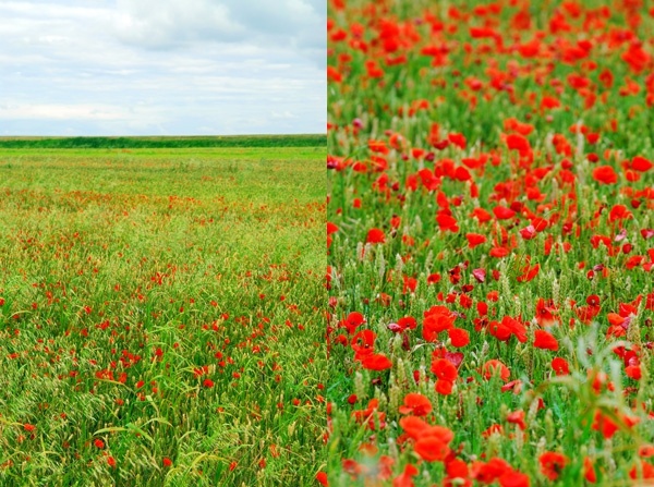 広大な緑の花 hd 画像 2 無料在庫写真 18.12 MB