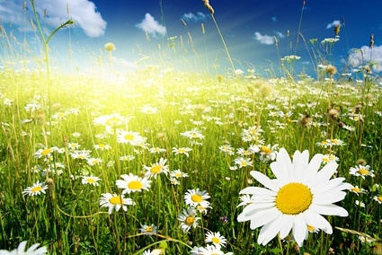 春の写真のフリー写真素材 6 73 Mb 無料素材イラスト ベクターのフリーデザイナー