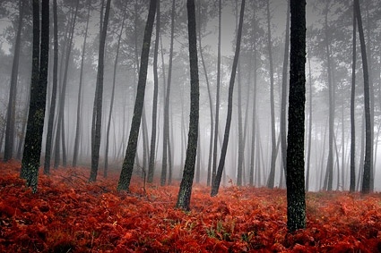 神秘的な森のストック フォトの無料ストック写真 19.73 MB