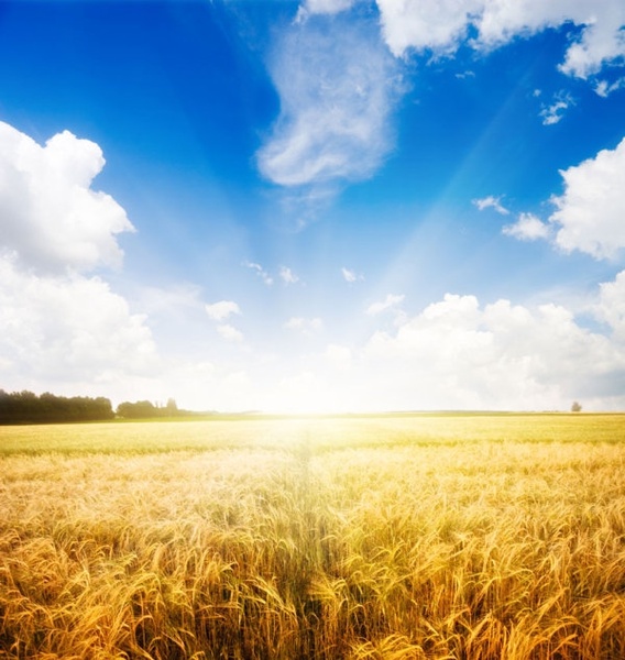 無料太陽の下で小麦畑の高品質写真ストック フォト 3 76 Mb 無料素材イラスト ベクターのフリーデザイナー