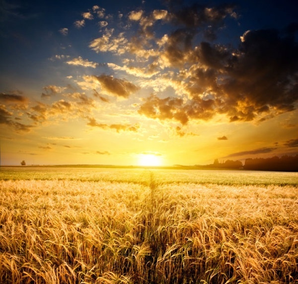 無料太陽の下で小麦畑の高品質写真ストック フォト 4 98 Mb 無料素材イラスト ベクターのフリーデザイナー