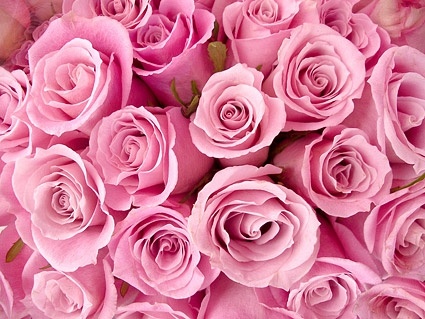 ピンクのバラ背景画像の無料写真素材 1.80 MB
