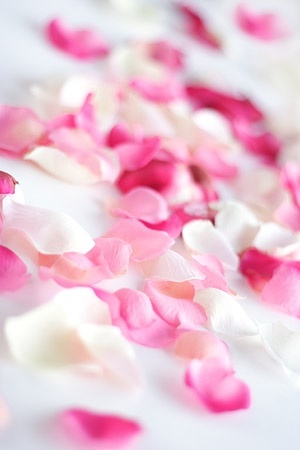 バラの花びら画像無料ストック写真 2 52 Mb 無料素材イラスト ベクターのフリーデザイナー
