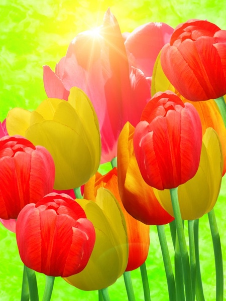 チューリップの hd 写真無料ストック写真 15.51 MB