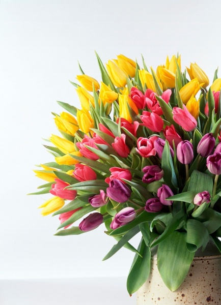 チューリップ花束 Hd 画像無料ストック写真 3 32 Mb 無料素材イラスト ベクターのフリーデザイナー