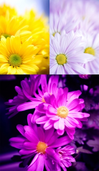 かわいい小さな daisydefinition 画像 3 p のフリー写真素材 4.15 MB