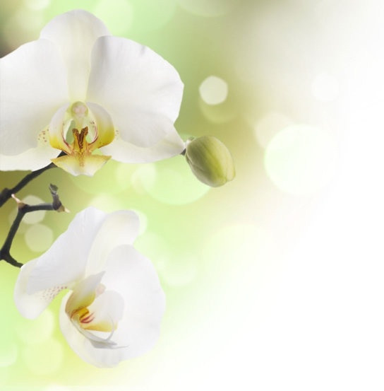 高精細溶融で美しい蘭の花画像 3 のフリー写真素材 1 67 Mb 無料素材イラスト ベクターのフリーデザイナー