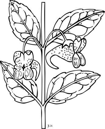 区インパチェンスの capensis 無料ベクター 186.89 KB