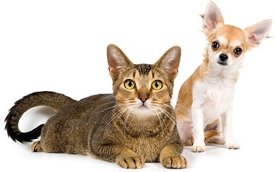 かわいい猫と犬画像 5 のフリー写真素材 2.07 MB