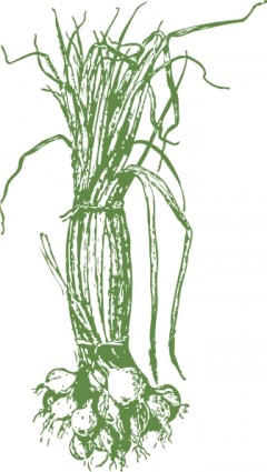 玉ねぎクリップアート ベクター クリップ アート - 無料ベクター