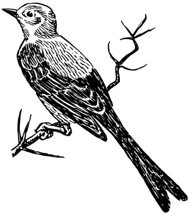 Scissortail 無料ベクター 210.66 KB