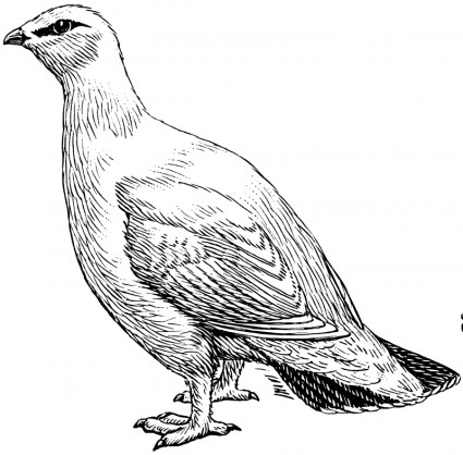 ターミガン無料ベクター 461.16 KB