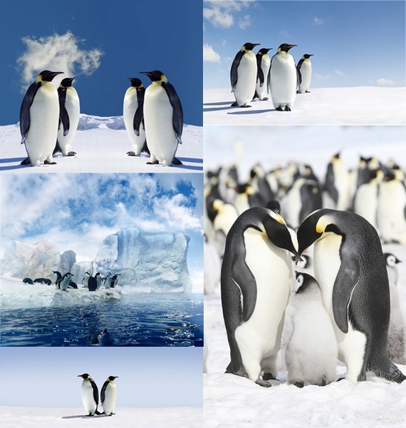 ペンギン南極氷河の精細画像 5 P の無料写真素材 26 95 Mb 無料素材イラスト ベクターのフリーデザイナー