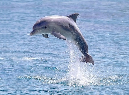 イルカ画像無料ストック写真 2 58 Mb をジャンプ 無料素材イラスト ベクターのフリーデザイナー