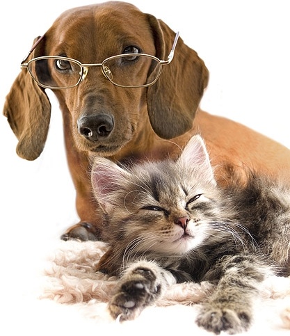 かわいい猫と犬画像 10 のフリー写真素材 3 52 Mb 無料素材イラスト ベクターのフリーデザイナー