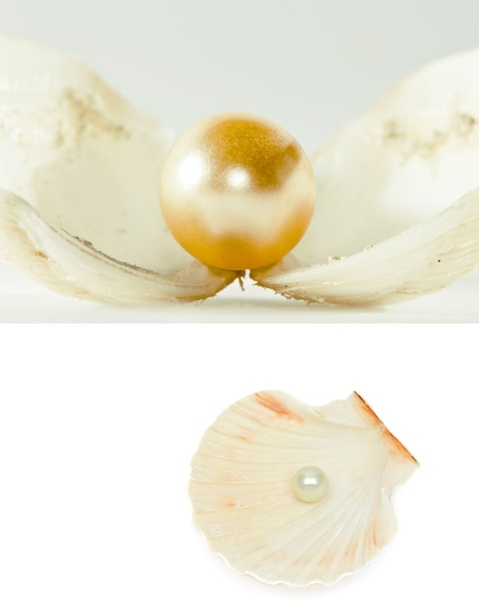 真珠貝の Hd 画像 2 無料ストック写真 16 74 メガバイト 無料素材イラスト ベクターのフリーデザイナー