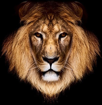 ライオン ヘッド画像のフリー写真素材 1 48 Mb 無料素材イラスト