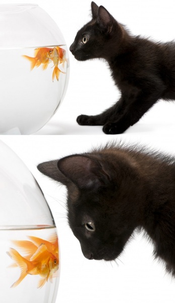 黒い猫と金魚の Hd 写真フリー写真素材 17 81 Mb 無料素材イラスト ベクターのフリーデザイナー