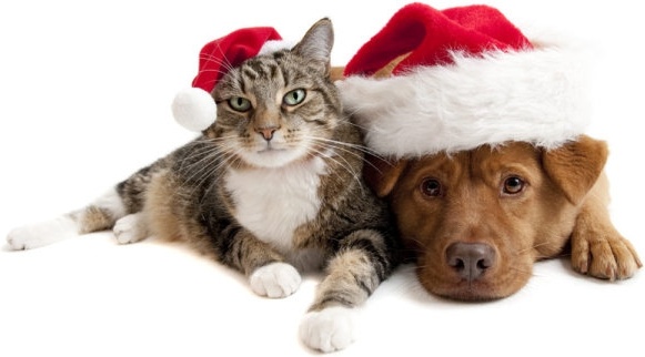 素敵なクリスマスの猫と犬高精細溶融画像無料写真素材 6.67 MB