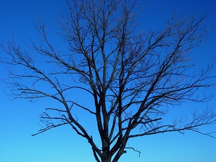葉のない木のフリーのストック写真 550 97 Kb 無料素材イラスト ベクターのフリーデザイナー