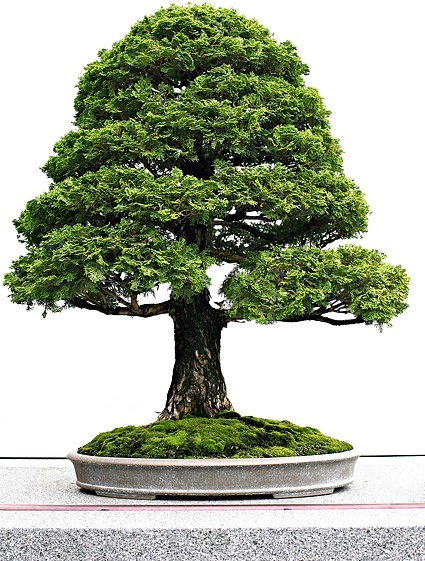 鉢植え画像 3 のフリー写真素材 7.50 MB