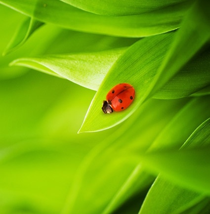 てんとう虫が付いている植物の画像 7 フリーのストック写真 4.31 MB