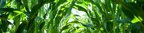 Hd 葉画像 01 hd 写真フリー写真素材 9.00 MB