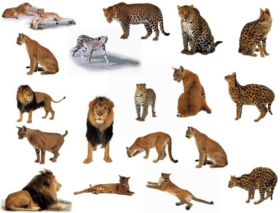 ライオンとヒョウの古典的な動物図の無料ストック写真は 14.89 MB