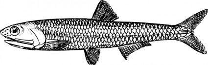 アンチョビ クリップアート ベクター クリップ アート - 無料ベクター