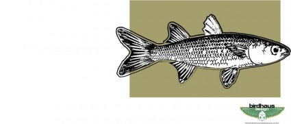 ボラ無料ベクター 293.45 KB