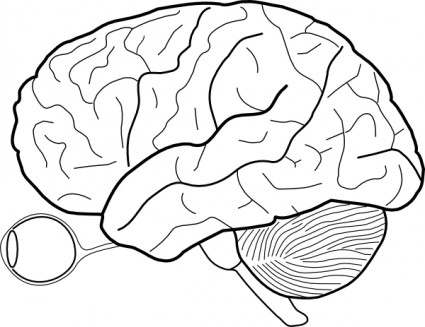 人間の脳のスケッチと目と Cerebrellum クリップ アート ベクター クリップ アート - 無料ベクター