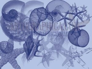 ヒトデ、シェルの photoshop のブラシ