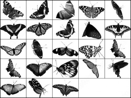 蝶 photoshop のブラシ photoshop のブラシ