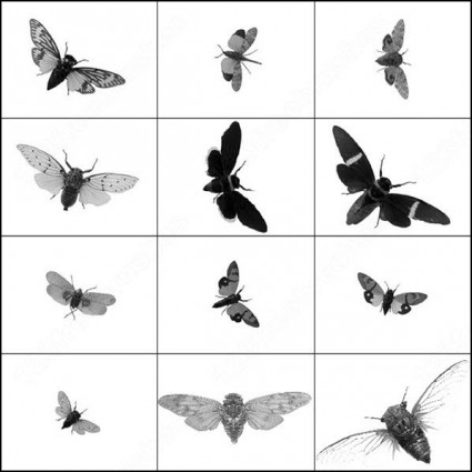 蝉は photoshop のブラシをブラシします。
