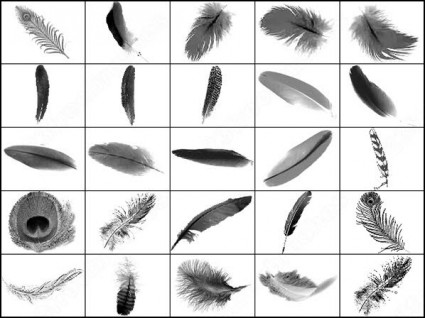 羽ブラシ photoshop のブラシします。