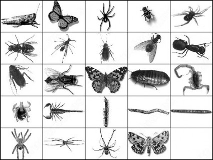 Ant と蝶のブラシ photoshop のブラシ