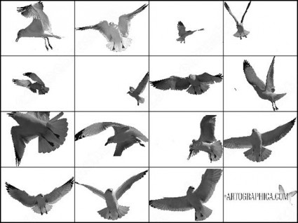 飛んでいる鳥ブラシ Photoshop のブラシ 無料素材イラスト ベクターのフリーデザイナー